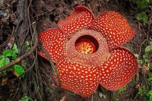 “Habitat alami Rafflesia Arnoldi di Bengkulu”