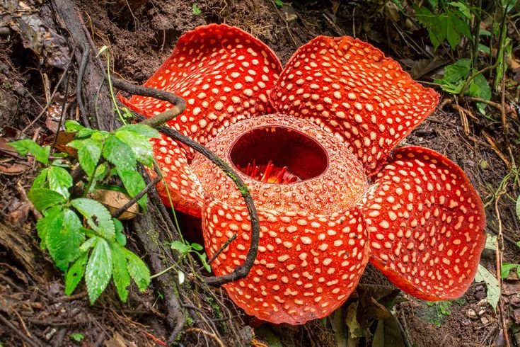 “Rafflesia Arnoldi bunga terbesar di dunia di hutan Sumatera”