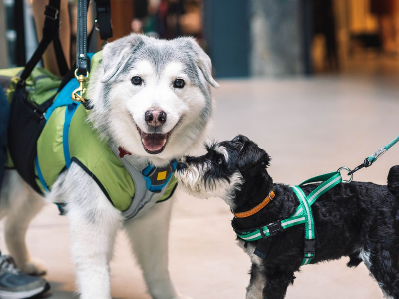 Mall Pet Friendly di Jakarta