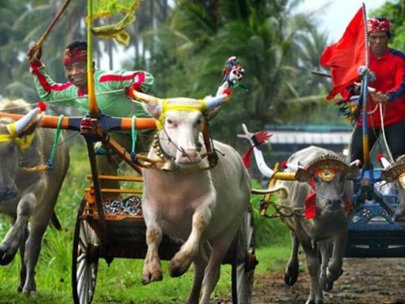 Makepung Bali Tradisi