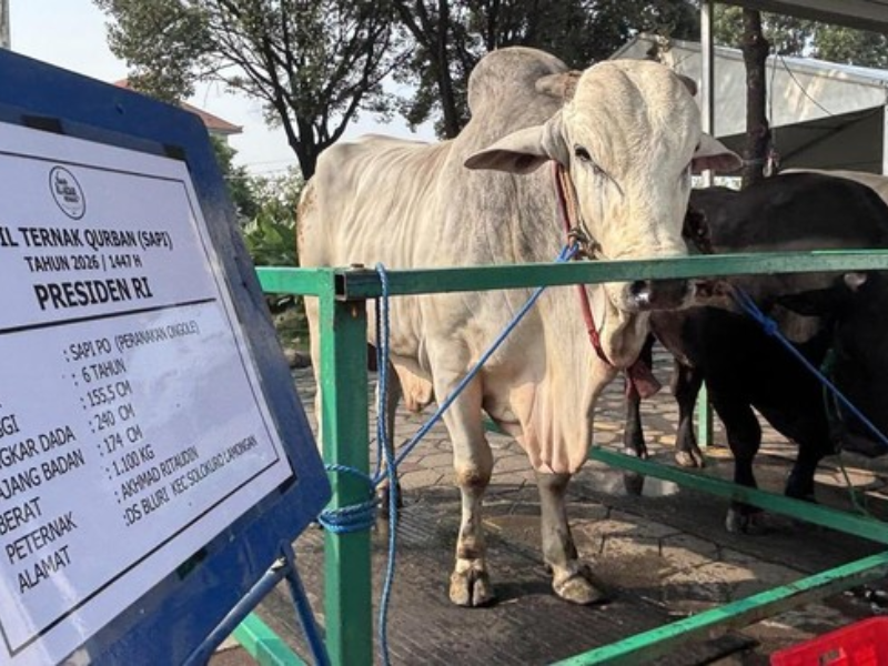 Sapi Kurban Prabowo APBN