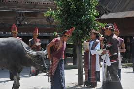 Mangalahat Horbo Batak Toba