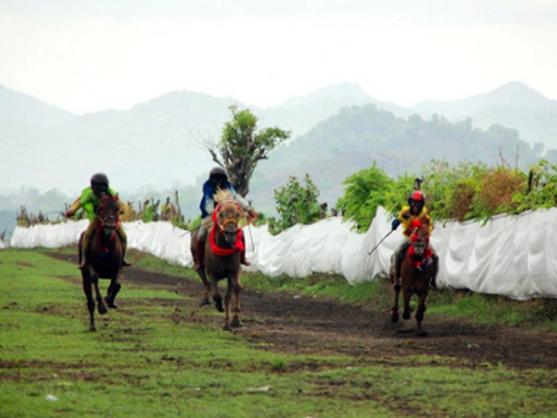 foto 2 - sandalwood pony